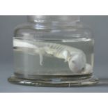 AN EARLY 20TH CENTURY SALAMANDER WET SPECIMEN. (h 11cm x w 11cm x d 11cm)