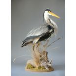 A LATE 20TH CENTURY TAXIDERMY GREY HERON Mounted on a naturalistic base. (h 71cm x w 55cm x d 45cm)