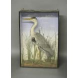 A LATE 19TH CENTURY TAXIDERMY HERON Mounted in a glazed case with a naturalistic setting. (h 84cm