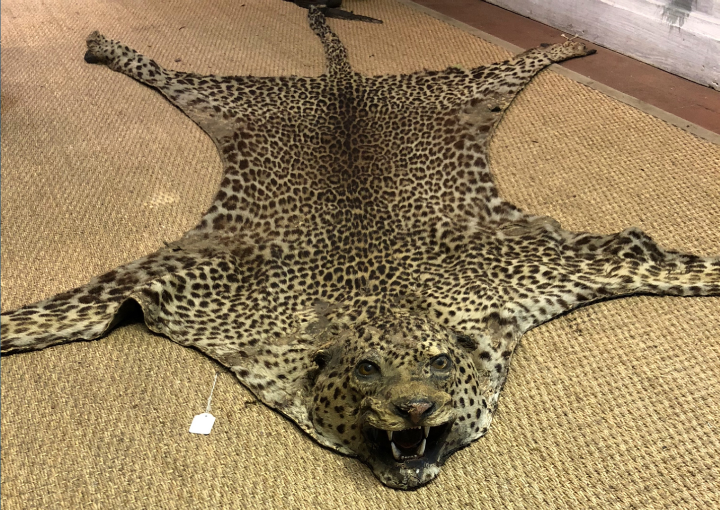 A LATE 19TH CENTURY TAXIDERMY LEOPARD SKIN WITH MOUNTED HEAD. (l 260cm x w 170cm) Provenance: