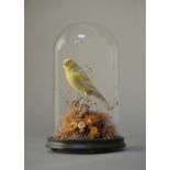 A LATE 19TH CENTURY TAXIDERMY CANARY Mounted on a naturalistic base under a glass dome. (h 23cm)