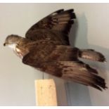 AN EARLY 20TH CENTURY TAXIDERMY HONEY BUZZARD, CIRCA 1945. (h 156cm x w 52cm x d 32cm)