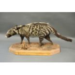 A 20TH CENTURY TAXIDERMY CIVET Mounted on a naturalistic base. (h 46cm x w 110cm x d 54cm)