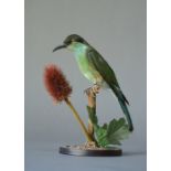 A LATE 20TH CENTURY TAXIDERMY BLUE-THROATED BEE-EATER Mounted on a naturalistic base. (h 19.5cm x