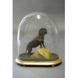 A LATE 20TH CENTURY TAXIDERMY PUPPY Mounted under an earlier Victorian glass dome. (h 32cm x w