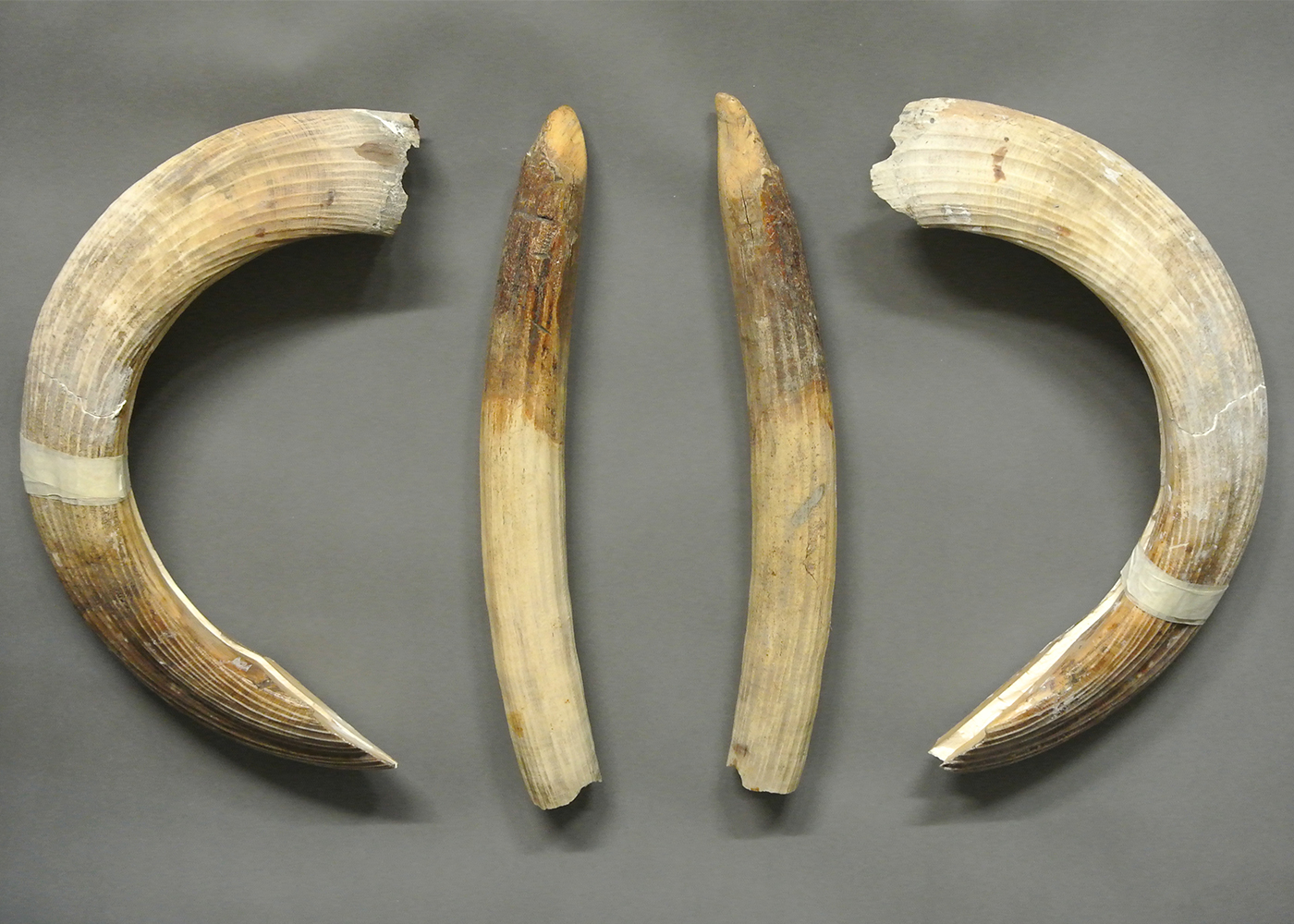A LATE 19TH/EARLY 20TH CENTURY SET OF HIPPOPOTAMUS TUSKS. (the longest curved tusk measuring