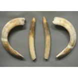 A LATE 19TH/EARLY 20TH CENTURY SET OF HIPPOPOTAMUS TUSKS. (the longest curved tusk measuring