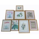 A SELECTION OF BOTANICAL COLOURED ENGRAVINGS AND PRINTS Plants to include 'Podalyria Australis', '