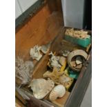 A LARGE 19TH CENTURY COLLECTION OF SHEASHELLS, MINERALS AND FOSSILS IN A TRUNK. (approx 1000 pieces)