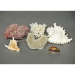 A 20TH CENTURY GROUP OF SEA CORALS AND SHELLS.