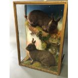 AN EARLY 20TH CENTURY TAXIDERMY PAIR OF MELANISTIC RABBITS Mounted in a glazed display case with a