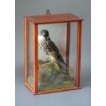 AN EARLY 20TH CENTURY MERLIN FALCON. Mounted in a glazed case with a naturalistic setting. (h 37cm x