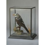 AN EARLY 20TH CENTURY TAXIDERMY PIED BLACKBIRD. Mounted in a glazed case with a naturalistic