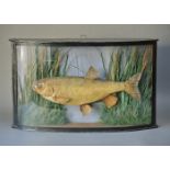 A LATE 19TH CENTURY TAXIDERMY CHUB Mounted in a bow fronted glazed case with a naturalistic setting.