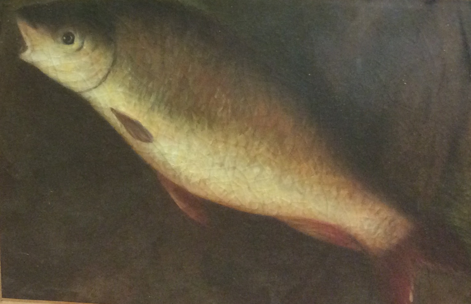 OIL PAINTING Study of a Carp fish, framed. (36cm x 26cm)