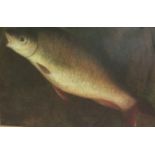 OIL PAINTING Study of a Carp fish, framed. (36cm x 26cm)