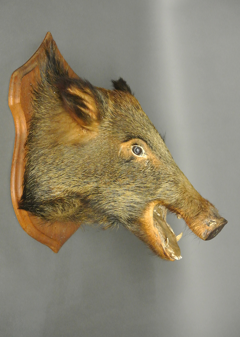 AN EARLY 20TH CENTURY TAXIDERMY WILD BOAR HEAD Mounted on an oak shield. (h 68cm x w 55cm x d 53cm)