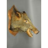 AN EARLY 20TH CENTURY TAXIDERMY WILD BOAR HEAD Mounted on an oak shield. (h 68cm x w 55cm x d 53cm)