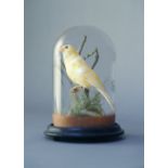 A LATE 19TH CENTURY TAXIDERMY CANARY. Mounted on a naturalistic base under a glass dome. (h 22cm)