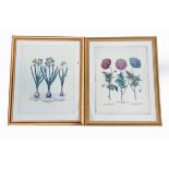 A PAIR OF LARGE BOTANICAL ENGRAVINGS The first depicting three different species of the Papaver