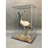 A 20TH CENTURY TAXIDERMY DEMOISELLE CRANE Mounted in a glazed display case with a naturalistic