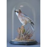 A LATE 20TH CENTURY TAXIDERMY JAY UNDER A VICTORIAN GLASS DOME. (h 46cm x w 31cm x d 31cm)
