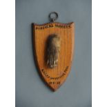 AN EARLY 20TH CENTURY TAXIDERMY FOX PAW Mounted on an oak shield. (h 20cm x w 11.5cm)