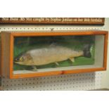 A 20TH CENTURY TAXIDERMY CASED TROUT. (l 52cm)