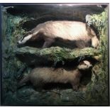 AN EARLY 20TH CENTURY TAXIDERMY PAIR OF BADGERS Mounted in a glazed case with a naturalistic