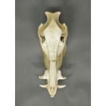 A LATE 20TH CENTURY WILD BOAR SKULL. (h 22cm x w 41cm x d 17cm)