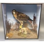 A 20TH CENTURY RED-TAILED HAWK Mounted in a glazed display case with a naturalistic setting. (h 61.