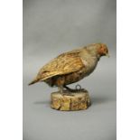 AN EARLY 20TH CENTURY TAXIDERMY GREY PARTRIDGE.