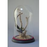 A LATE 19TH CENTURY TAXIDERMY BLACK-TAILED TRAINBEARER. Mounted in a later glass dome with a