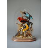 A LATE 19TH CENTURY TAXIDERMY DISPLAY OF TROPICAL BIRDS Mounted under a glass dome with a