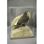 A 20TH CENTURY TAXIDERMY AMERICAN EAGLE Mounted in a glazed display case with a naturalistic