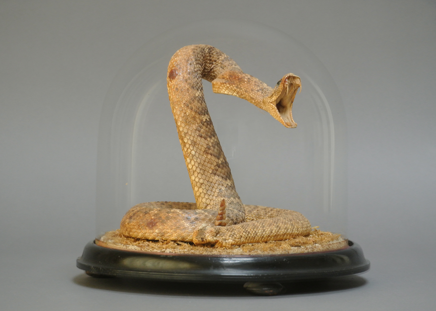 A LATE 19TH/EARLY 20TH CENTURY TAXIDERMY RATTLE SNAKE Mounted under a glass dome with a naturalistic