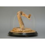 A LATE 19TH/EARLY 20TH CENTURY TAXIDERMY RATTLE SNAKE Mounted under a glass dome with a naturalistic