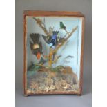 A LATE 19TH CENTURY TAXIDERMY DISPLAY OF TROPICAL BIRDS. Mounted in a glazed case with a