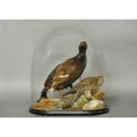 PETER SPICER & SONS, A LATE 19TH CENTURY TAXIDERMY BLACK GROUSE Mounted under a glass dome in a