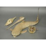 A 20TH CENTURY GROUP OF TAXIDERMY MARINE SPECIMENS To include a Swordfish bill, Pufferfish,