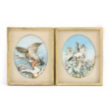 A pair of Victorian lithographic three dimensional studies of birds, After Edouard Travies, a tank