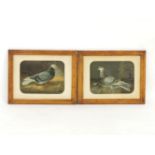 A pair of embossed pigeon prints in maple frames, 23.5cm x 31cm