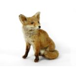 A taxidermists study of a fox cub, 36cm high