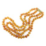 A two row graduated bouton shaped amber bead necklace, with gilt metal clasp, 60.46g