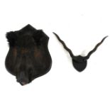 A taxidermy boar's head, mounted on a shield, and a pair of horns