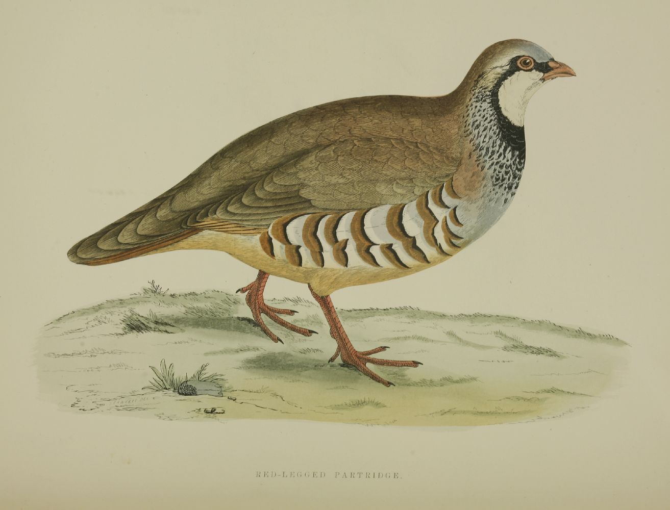 MORRIS, Beverley R: British Game Birds and Wildfowl. With 60 hand-coloured plates. Groombridge and - Image 4 of 4