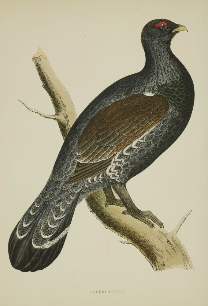 MORRIS, Beverley R: British Game Birds and Wildfowl. With 60 hand-coloured plates. Groombridge and - Image 3 of 4