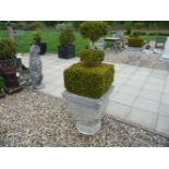 A pair of Haddonstone garden urns, planted with topiary box, urns 66cm high