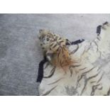 A tiger skin rug, with full head. possibly Van Ingen and Van Ingen? 3 metres long (poor condition,