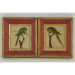 A pair of early 19th century French coloured engravings of exotic birds, framed and glazed, 21 x